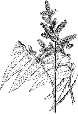 Staghorn Sumac Coloring Page